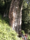 4000 year-old cyprus  Yu-shan National Park  Taiwan  
